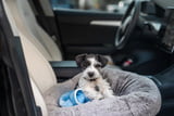 Welpe im Auto